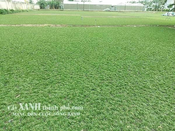 Bán Cỏ Sân Vườn Tại TP. HCM │Tại Vườn Ươm │ Giá Rẻ Bất Ngờ 2
