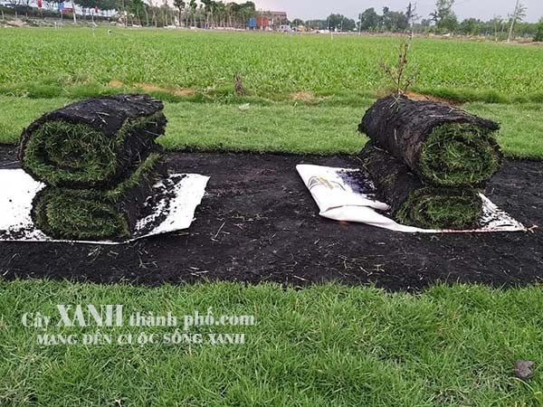 Bán Cỏ Sân Vườn Giá Rẻ │ Tại Bà Rịa - Vũng Tàu │Tại Vườn Ươm 2