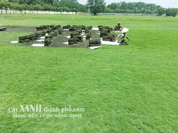 Bán Cỏ Sân Vườn Giá Rẻ │ Tại Bà Rịa - Vũng Tàu │Tại Vườn Ươm 3