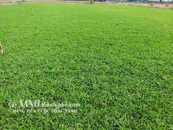 Bán Cỏ Sân Vườn Ở Bình Phước │Tại Vườn Ươm │ Giá Rẻ Nhất Thị Trường 2