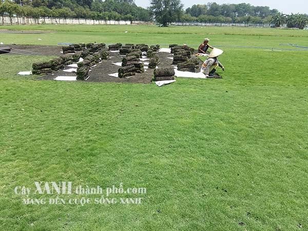 Bán Cỏ Sân Vườn Ở Bình Dương │ Tại Vườn Ươm │ Giá Hấp Dẫn 2