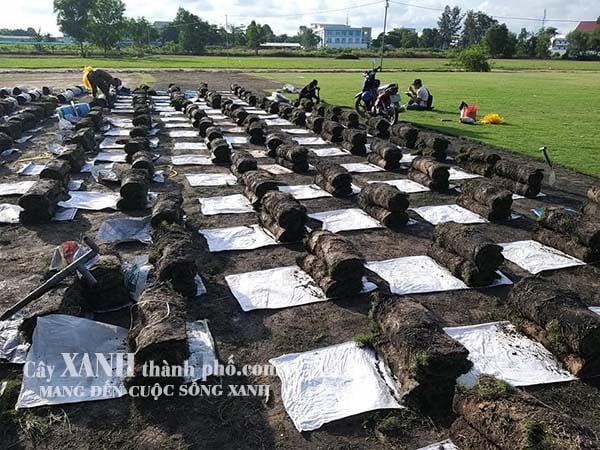Bán Cỏ Sân Vườn Ở Bình Dương │ Tại Vườn Ươm │ Giá Hấp Dẫn 3