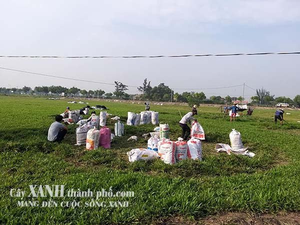 Bán Cỏ Giống | Trồng Cỏ sân vườn ở Long An| Giá Rẻ Chất Lượng