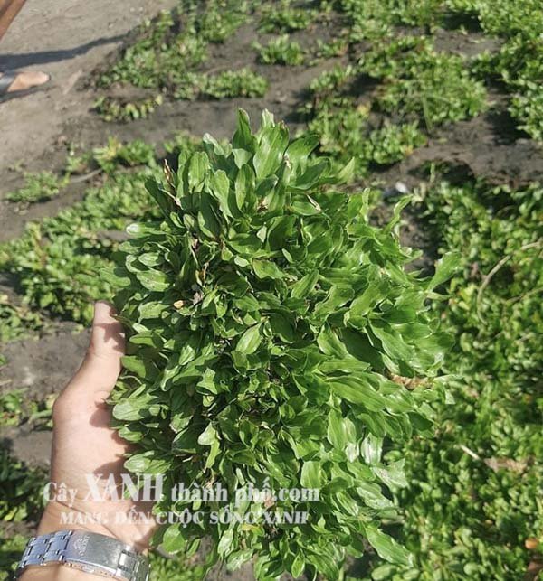 Bán Cỏ Giống | Trồng Cỏ sân vườn ở Long An| Giá Rẻ Chất Lượng 3