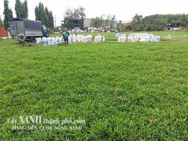 Cỏ Tự Nhiên Trồng Sân Vườn Giá Rẻ Ở Tây Ninh 3