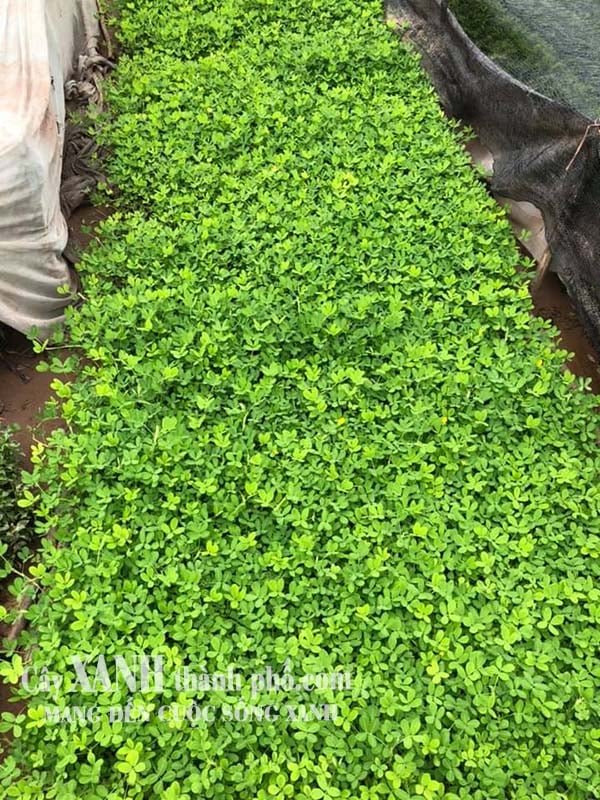 Cỏ Tự Nhiên Trồng Sân Vườn Giá Rẻ Ở Tây Ninh 2