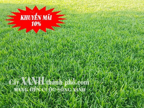Bán Cỏ Sân Vườn – Đẹp Chất Lượng Cao - Giá Rẻ Ở Đồng Nai 3