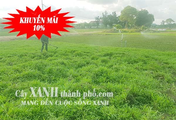Bán Cỏ Sân Vườn – Đẹp Chất Lượng Cao - Giá Rẻ Ở Đồng Nai 2