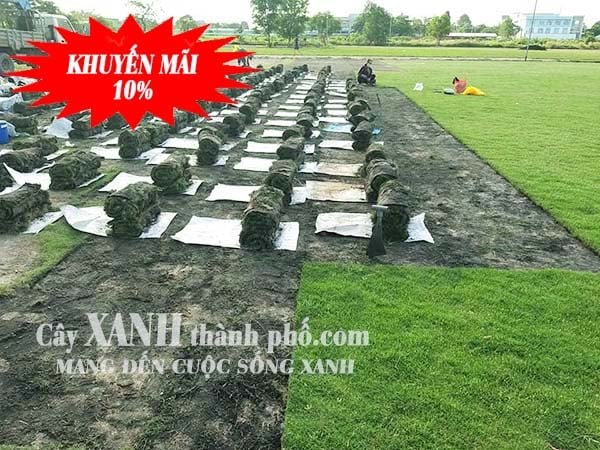 Bán Cỏ Sân Vườn – Đẹp Chất Lượng Cao - Giá Rẻ Ở Đồng Nai
