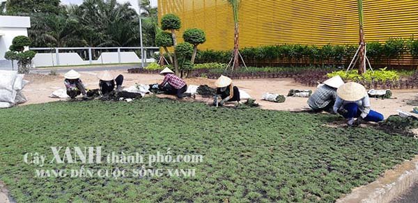 Dịch vụ trồng cỏ Chuyên nghiệp – Uy tín, Giá rẻ 3