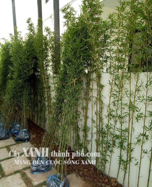 Các loại trúc kiểng 3