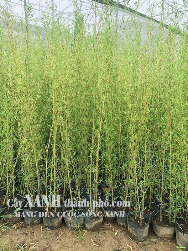 Các loại trúc kiểng 2