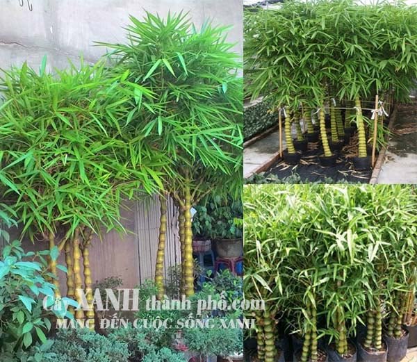 Cây tre trúc cảnh 3