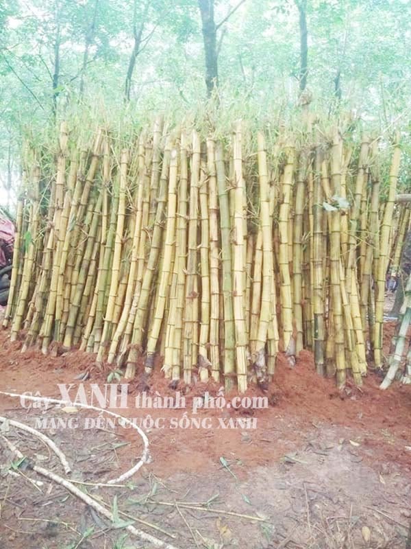 Cây tre trúc cảnh 2