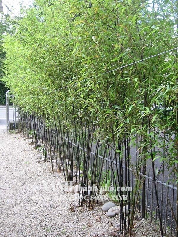 Trúc kiểng - Cây trúc đen