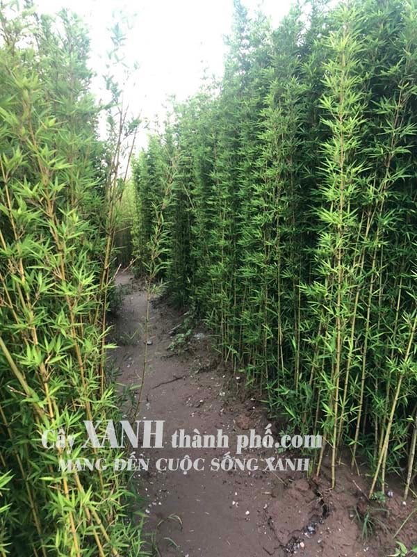 Trúc kiểng - Cây trúc đen 2