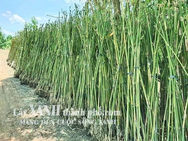 Trúc kiểng - Cây trúc đen 3
