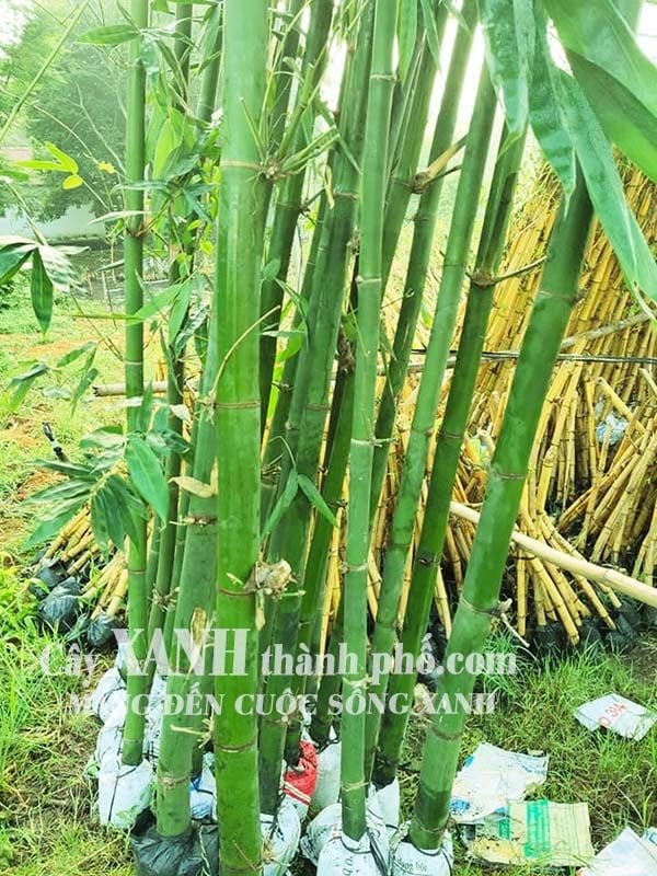 Tre cảnh - Cây tre điền trúc (Tre tàu) 2