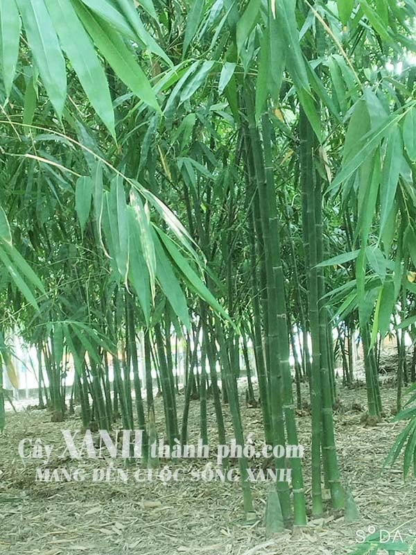 Tre cảnh - Cây tre điền trúc (Tre tàu)