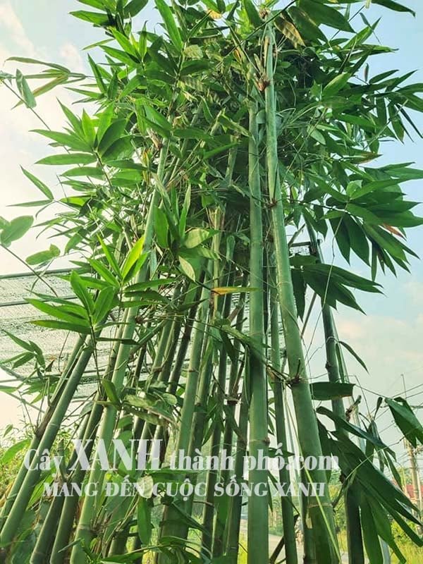 Tre cảnh - Cây tre điền trúc (Tre tàu) 3