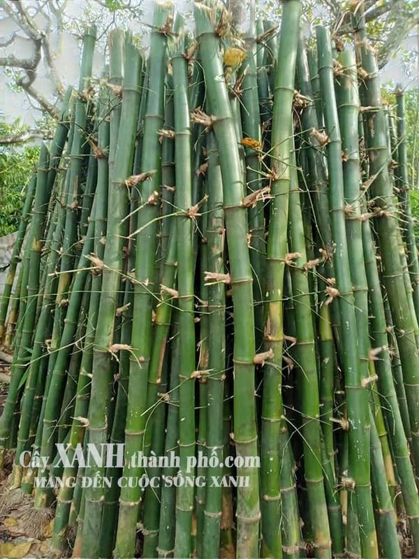 Cây hàng rào - Tre xanh 2