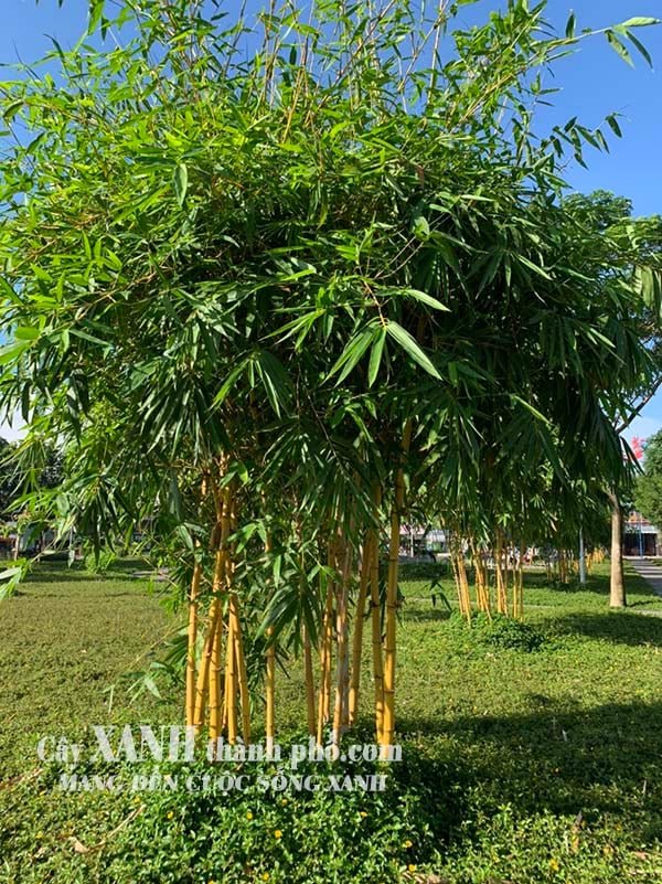 Cây cảnh sân vườn - Tre vàng 2
