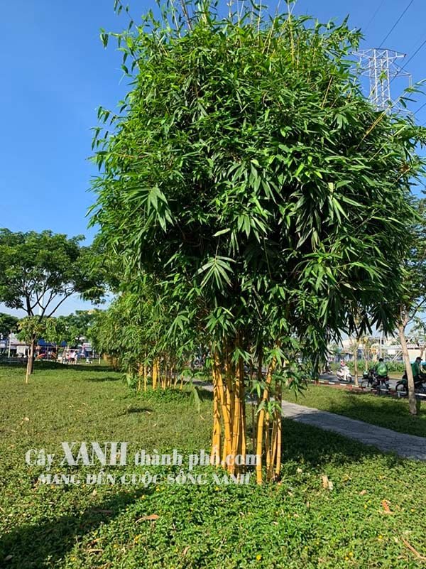 Cây cảnh sân vườn - Tre vàng 3