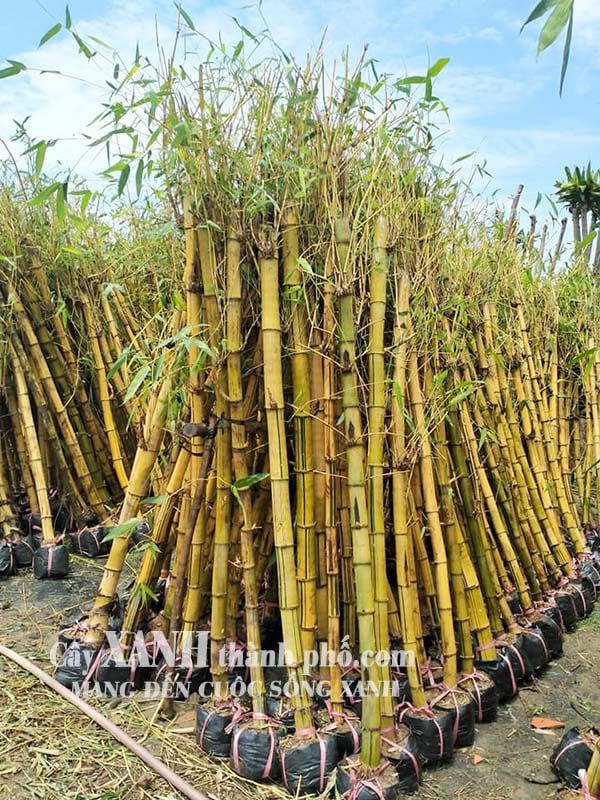 Cây cảnh sân vườn - Tre vàng