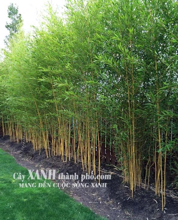 Trúc kiểng - Cây trúc vàng 3