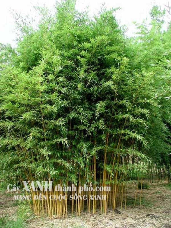 Trúc kiểng - Cây trúc vàng 2