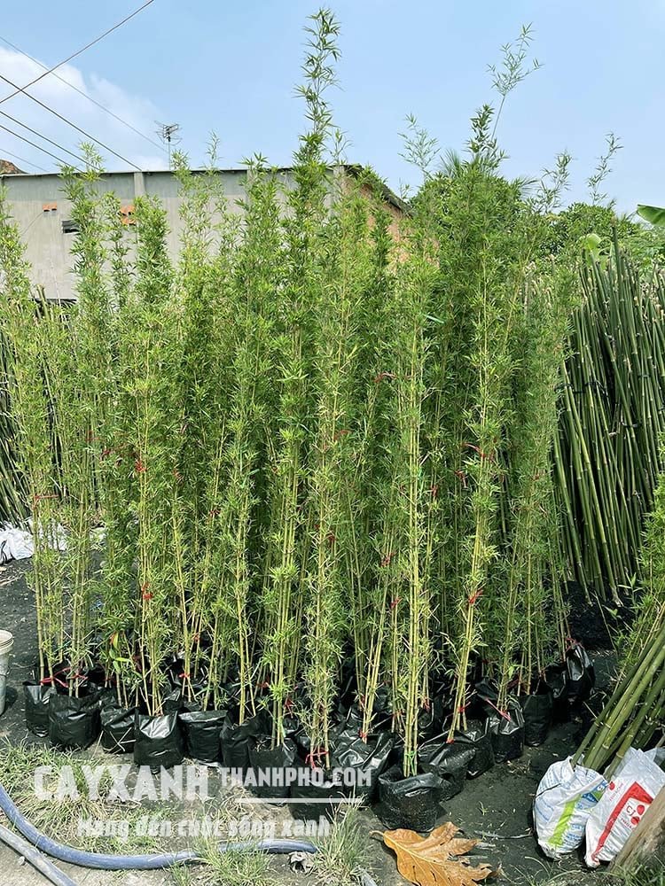 Cây trúc quân tử 3