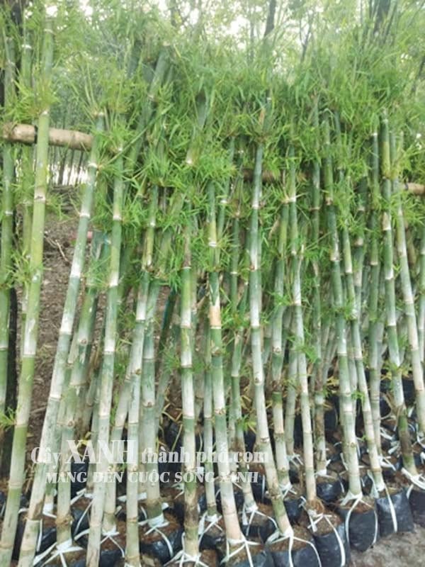 Cây trúc cảnh – Tre (trúc) tầm vông