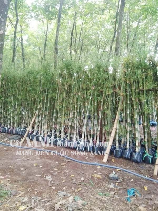 Cây trúc cảnh – Tre (trúc) tầm vông 3