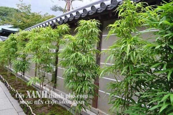 Cây trúc cảnh – Tre (trúc) tầm vông 2