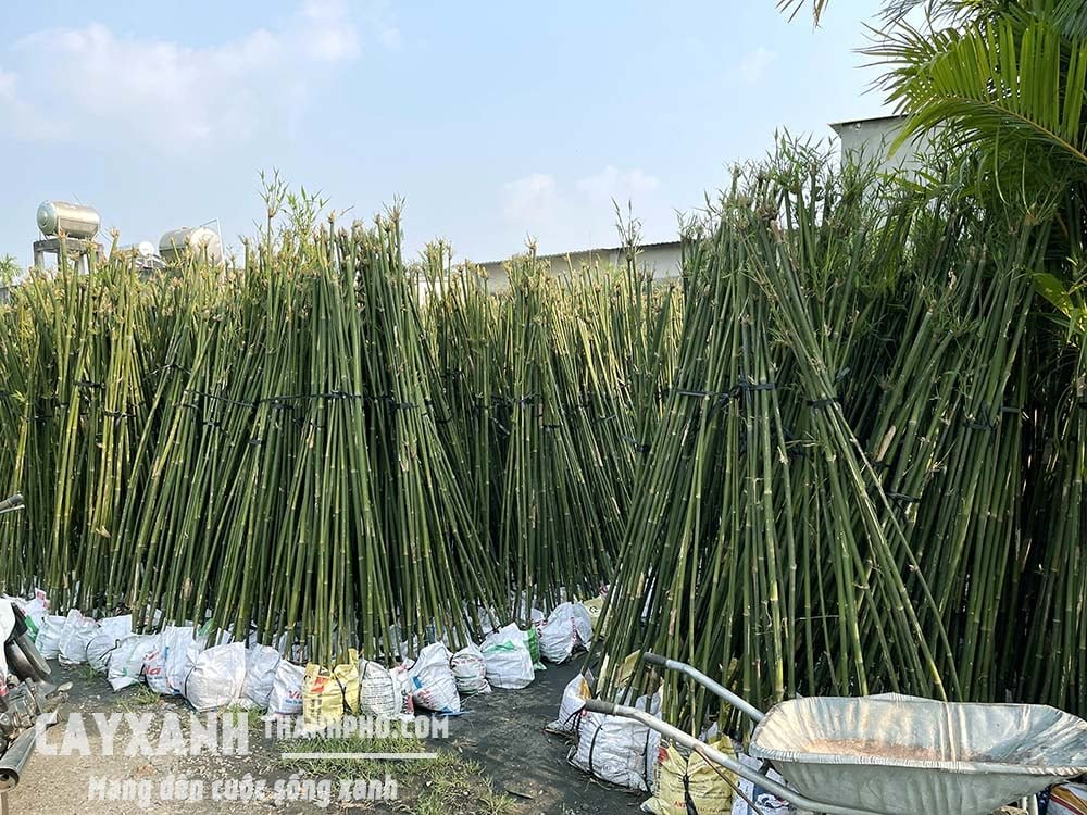 Trúc cần câu – Trúc xanh 2