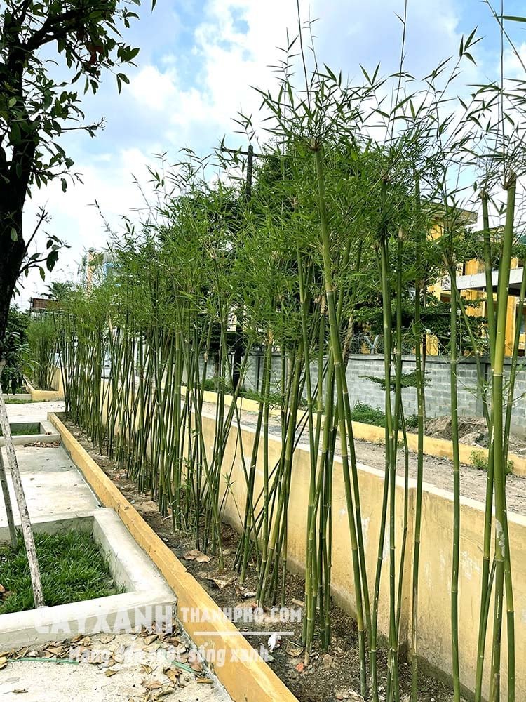 Trúc cần câu – Trúc xanh