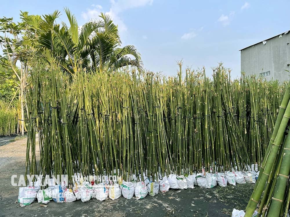 Trúc cần câu – Trúc xanh 3