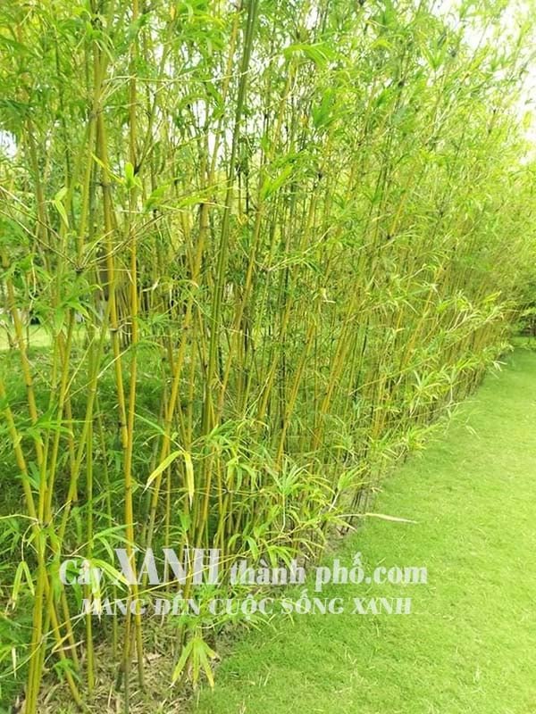 Trúc cần câu - Trúc cần câu vàng 2