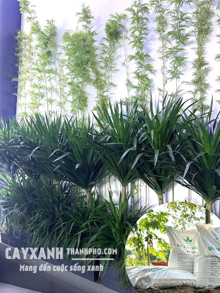 Trồng cây cảnh nên chọn loại đất đóng bao nào?