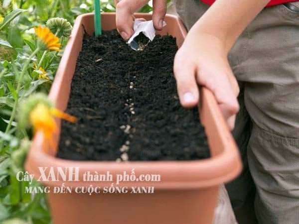 Mua đất trồng cây đóng bao ở đâu chất lượng? 2
