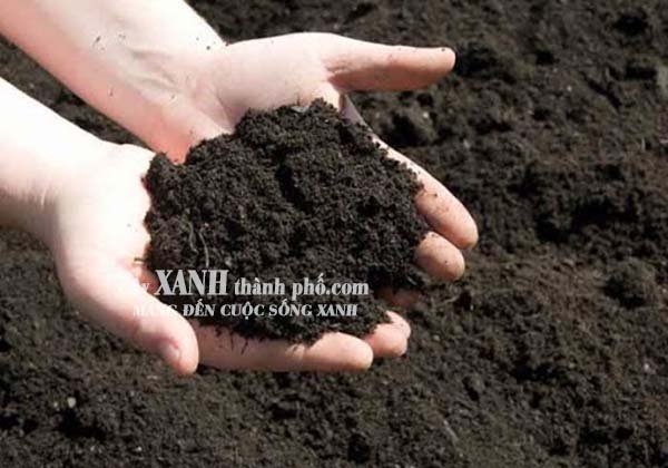 Mua đất trồng cây đóng bao ở đâu chất lượng? 3