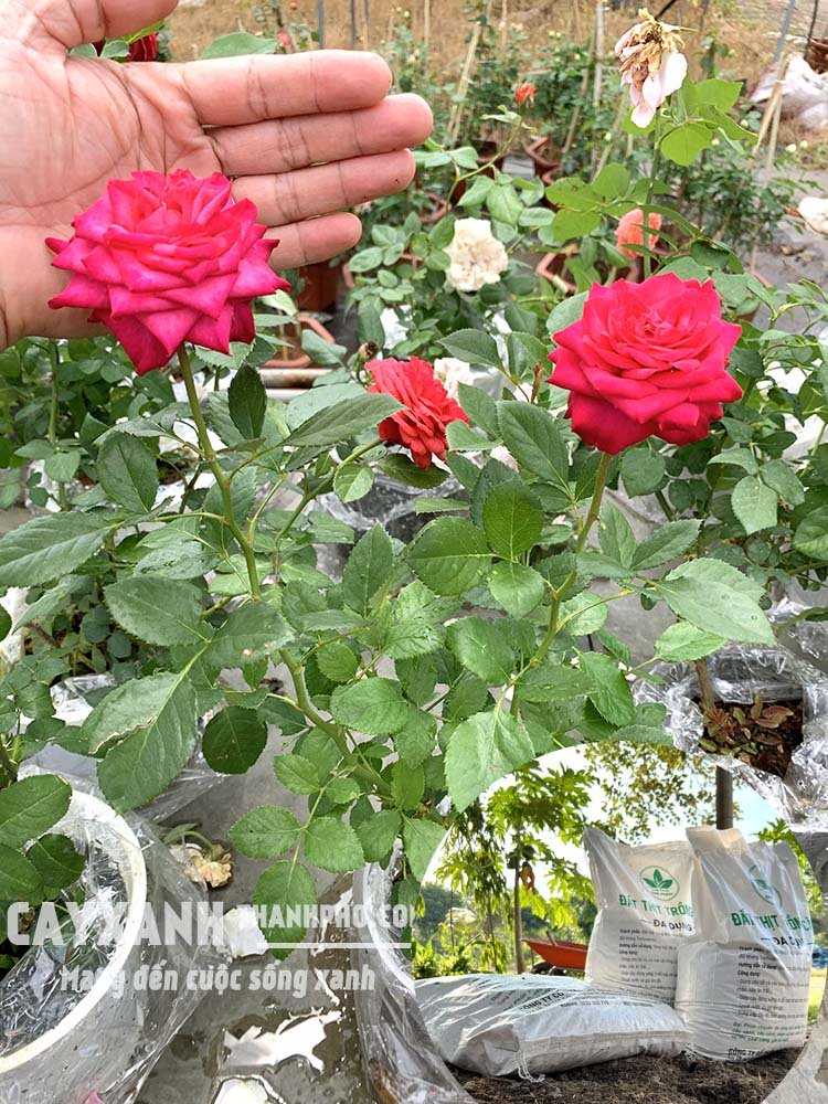 Trồng hoa hồng nên chọn đất đóng bao như thế nào? 2