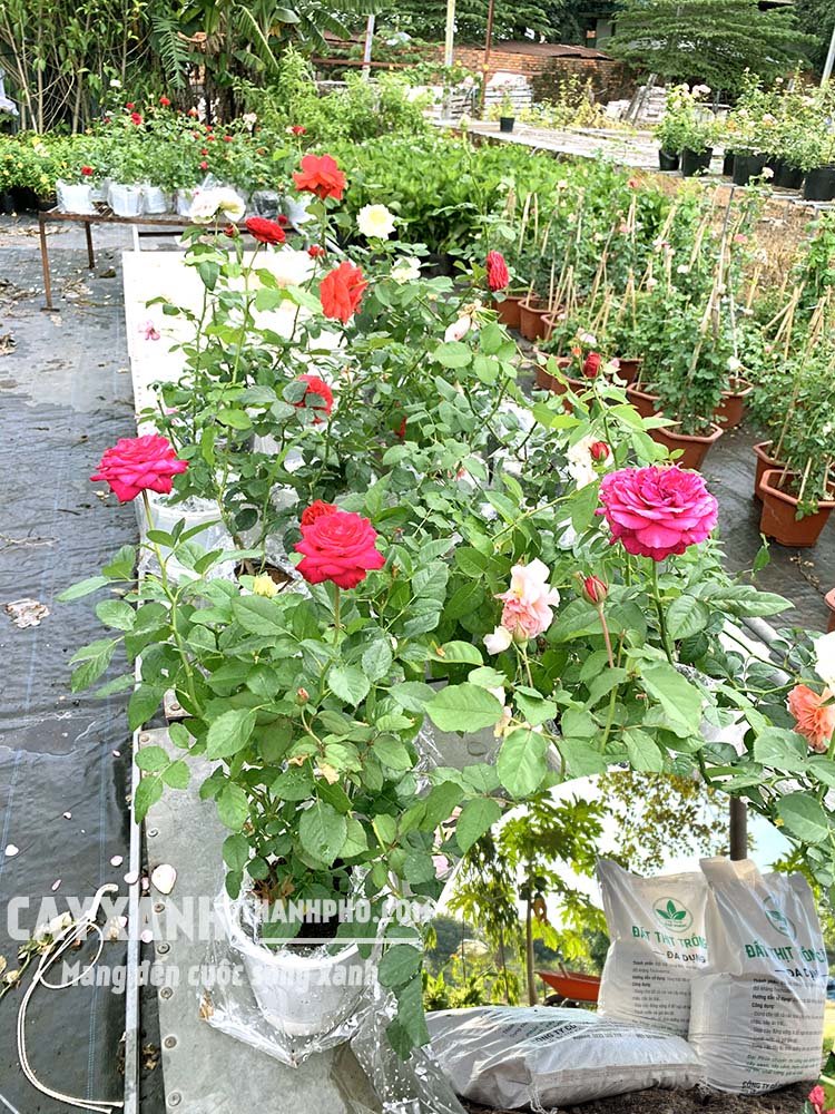 Trồng hoa hồng nên chọn đất đóng bao như thế nào?