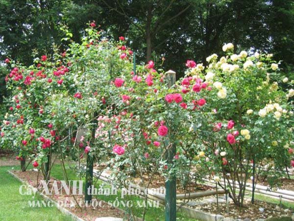 Trồng hoa hồng nên chọn đất đóng bao như thế nào? 3