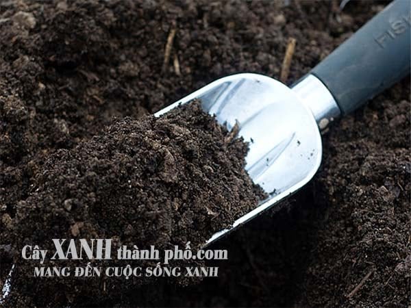 Đất trồng cây đóng bao có trồng rau được không? 2