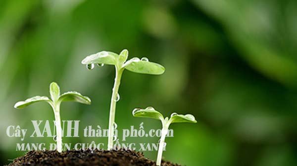 Đất trồng cây đóng bao có trồng rau được không? 3