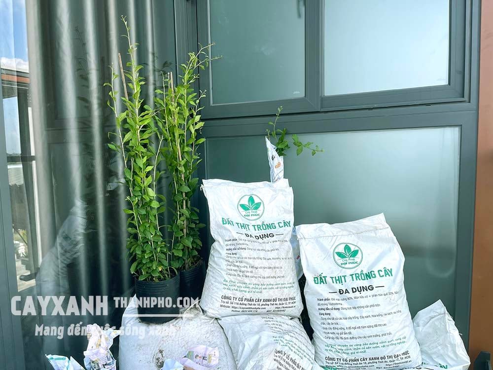 Mách bạn cách làm đất trồng rau màu mỡ để rau tươi tốt 2