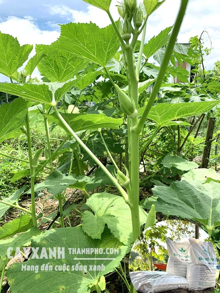 Mách bạn cách làm đất trồng rau màu mỡ để rau tươi tốt