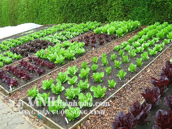 Mách bạn cách làm đất trồng rau màu mỡ để rau tươi tốt 3