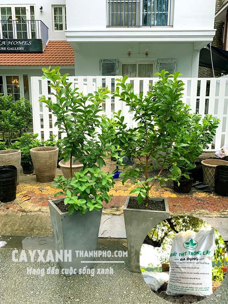 Trồng cây trong chậu nên dùng đất đóng bao loại nào?